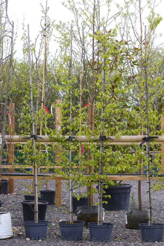 Gardenforum News - People - Fullbrook Nursery welcomes a new appointment