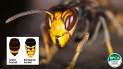 Asian hornet