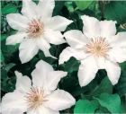 Clematis Snow Queen