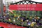 Grown By Us 6 pack pansies - £2.49