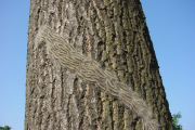 Oak processionary moth caterpillars