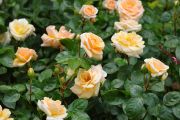 Rosa ‘National Trust Beauty'
