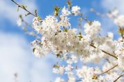Prunus ‘Starlight’ exhibited by the Green Jjam Nursery won the RHS Plant of the Year 2024.