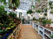 Bicester houseplants