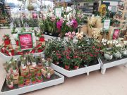 Plant sales have been down for many