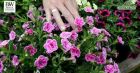 Calibrachoa Superbells® 'Double Cream' a 2021 introduction by Kernock