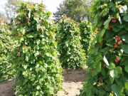 Runner beans on the Mr Fothergill's trials grounds