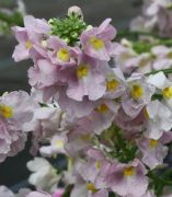 Nemesia ‘Peaches n Cream’