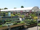 Syon Park plants area