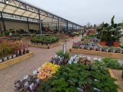 Blue Diamond, Huntingdon