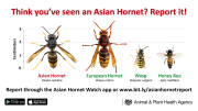 The Yellow-Legged Asian Hornet