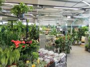 Houseplants at Dobbies Tewkesbury