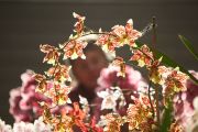 Oncidiums and other orchid varieties will be on display at the RHS Orchid Show